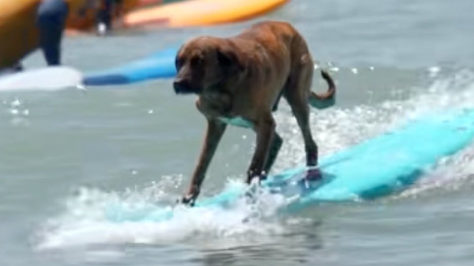 In Erinnerung an Tiger, Imsouanes geliebten Surfhund