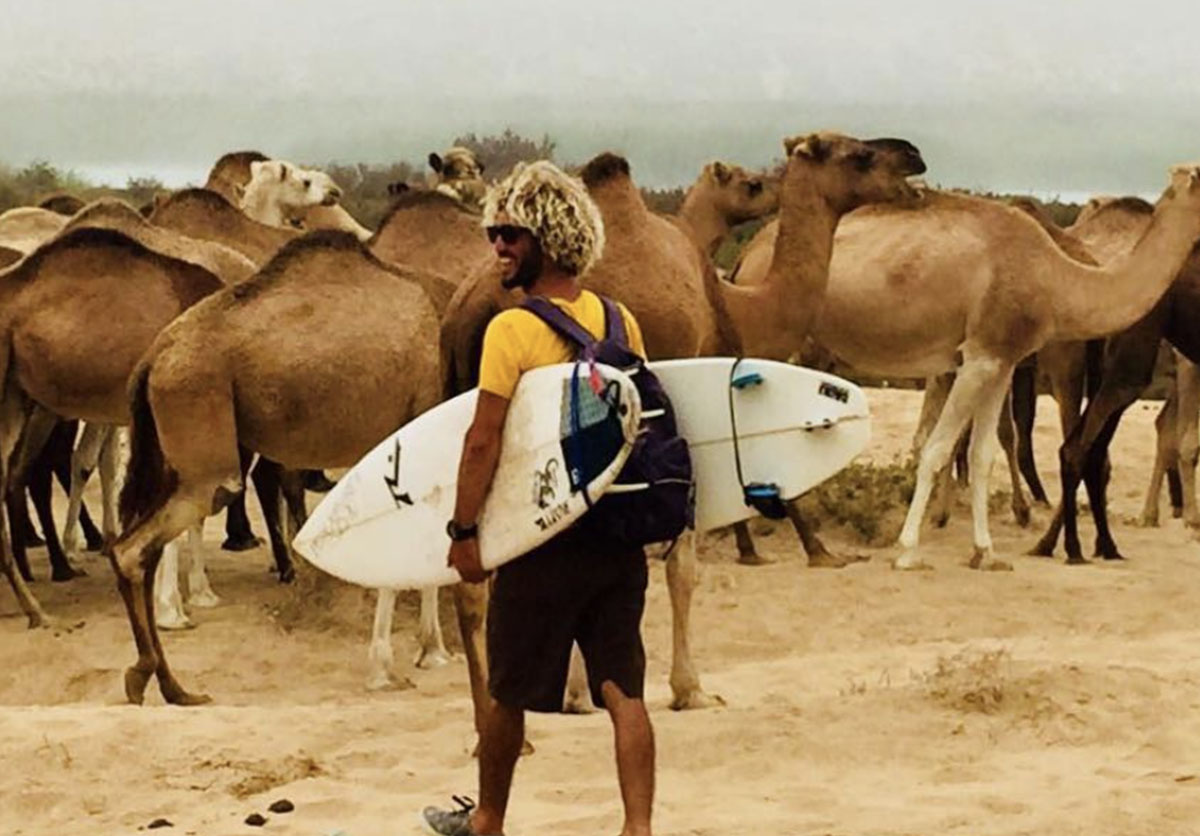 Moroccan surf instructor holding a surfboard on the beach as a camel walks by in Taghazout, Morocco. Unique coastal experience